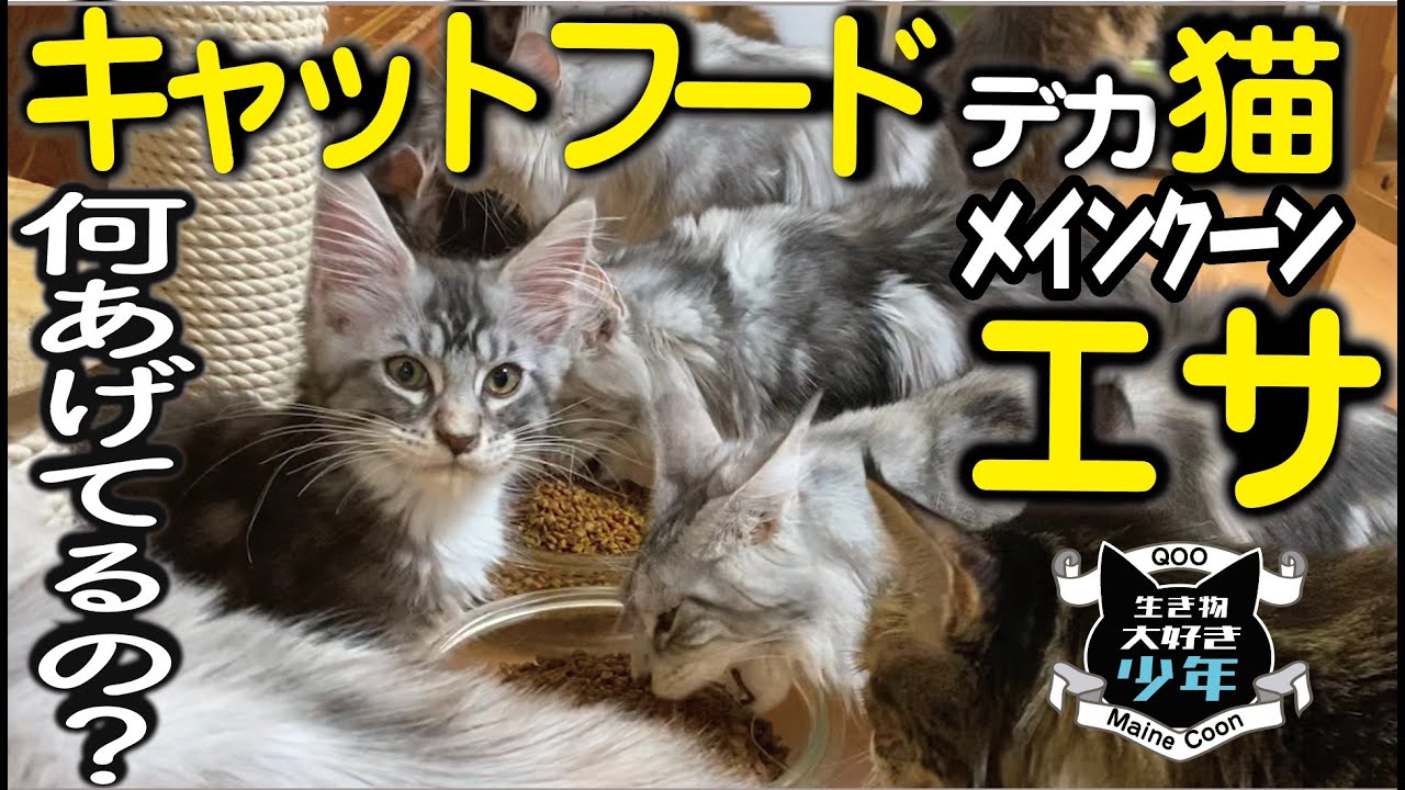 【メインクーン】大型猫のエサ、何あげてるの?キャットフード/ブリーダーおすすめの餌/乳酸菌 Maine Coon cat