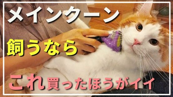 【猫グッズ】実際にメインクーンを飼って買ってよかった4選