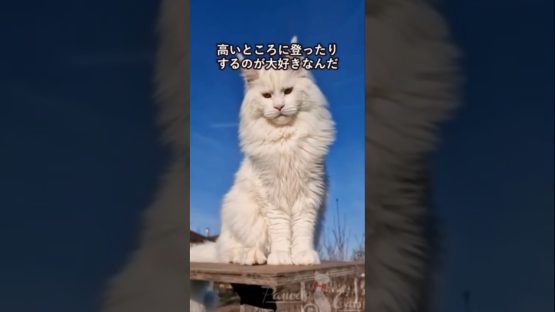 メインクーンの可愛さがわかる1分解説