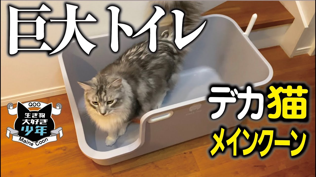 【メインクーン】１０キロ以上の大型猫用に巨大トイレを購入！排泄問題／砂問題