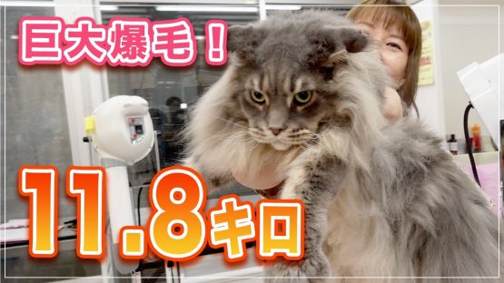 【スタークちゃん】本当に猫?、11.8 キロさすがにデカい!【メインクーン】