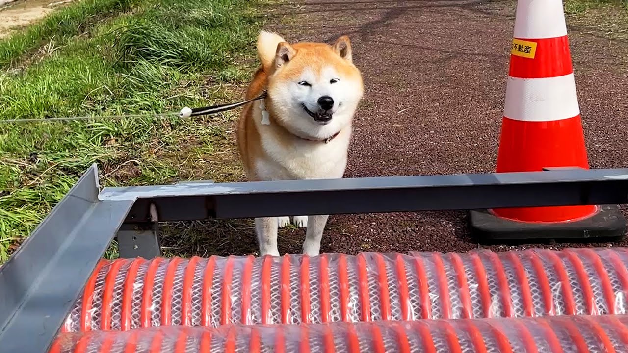 家族が間違った道を選ぶと、エヘエヘチラ見して正解の道を教えてくれる柴犬