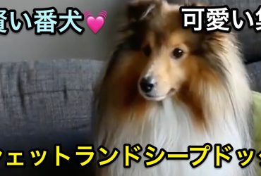 【シェットランドシープドッグ】賢い番犬になれる！人気！可愛い集！【散歩】